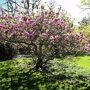 Magnolia soulangeana als boom